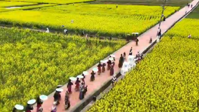 春入巴山 鎮(zhèn)巴迎最美油菜花海