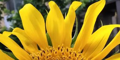 葉黃素成分評測與選購指南，葉黃素優(yōu)質推薦，選品更清晰