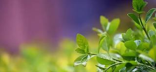 番茄紅品牌推薦，幫你科學(xué)養(yǎng)護(hù)，找回健康輕盈的狀態(tài)
